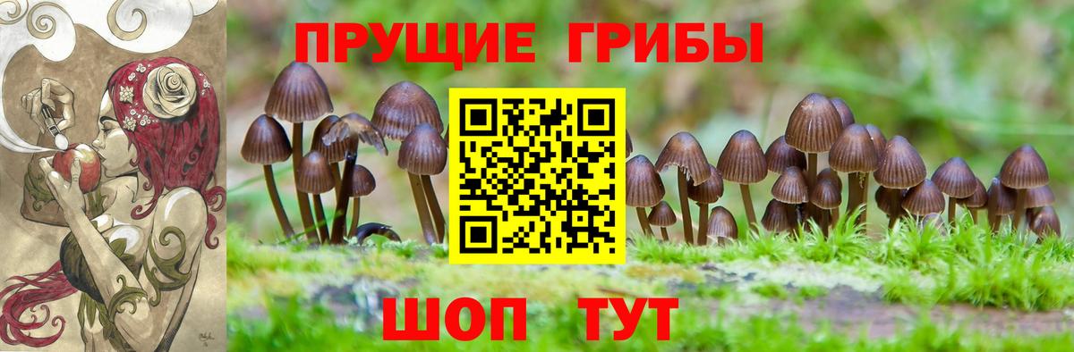 Карачаевск  Псилоцибиновые грибы GOLDEN TEACHER  Вход с VPN  Псилоцибиновые грибы Psilocybine cubensis 
